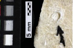 Foto (Detailansicht) von Galatheoidea indet. (NHMW-GEO-1990-0041-0123)